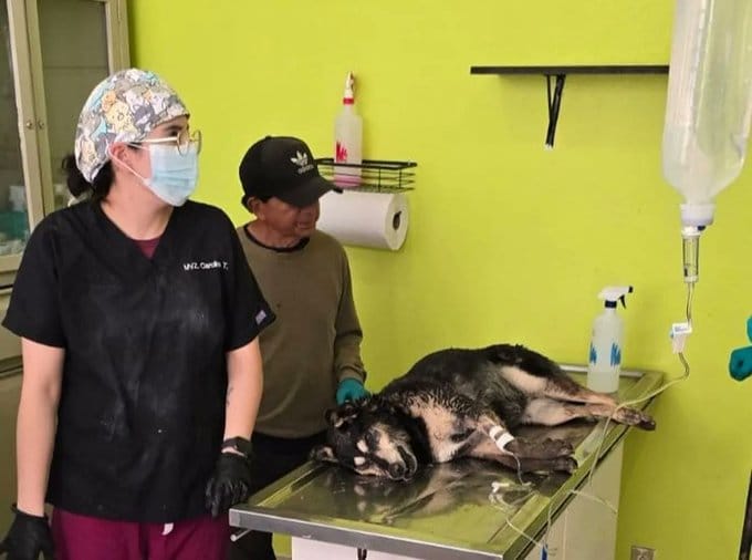 Rescatan en Toluca a perrita env3nenada