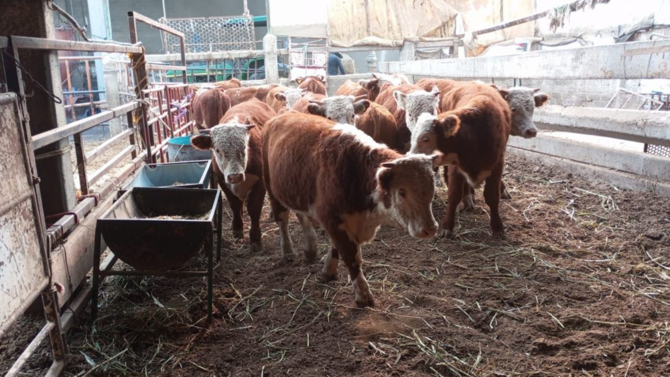 Se disparan casos de gusano barrenador en Edomex