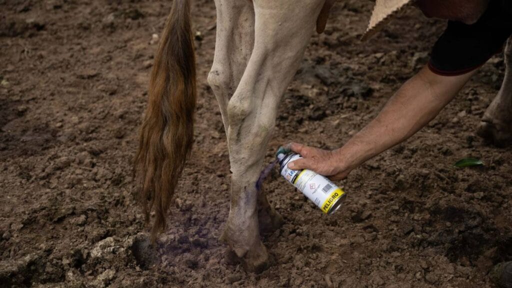 Edomex suma más de 70 casos de gusano barrenador: 29 ya han sido confirmados