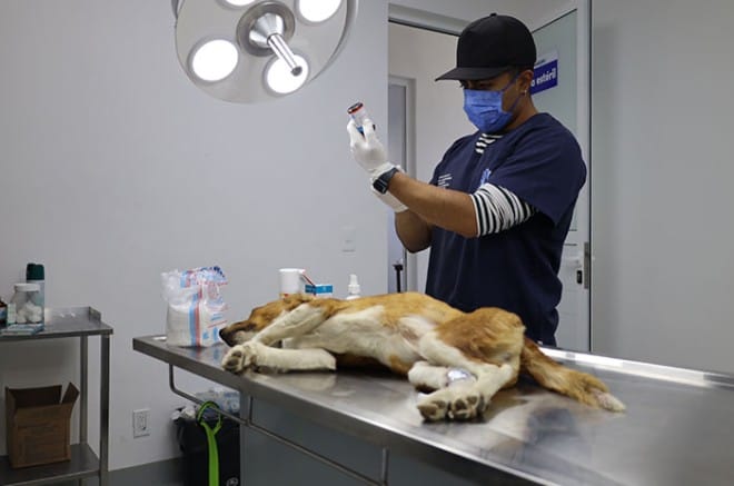 Impulsa UAEMéx esterilización como estrategia de salud pública