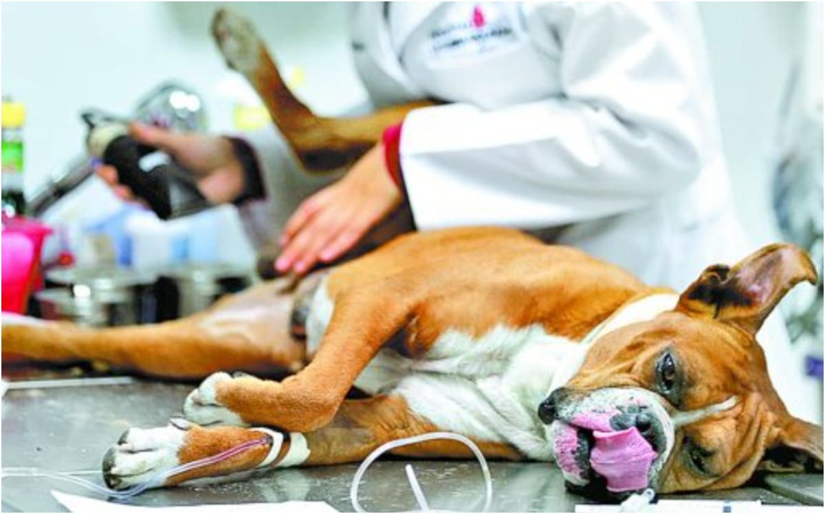 Para lomitos y michis: Campaña de esterilización gratis en Toluca