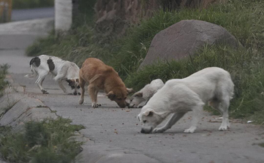Suma Edomex 5 millones de perros esterilizados