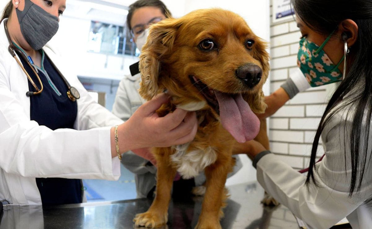 ¡Es hoy, es hoy! Invitan a Jornada gratuita de esterilización en Mexicaltzingo
