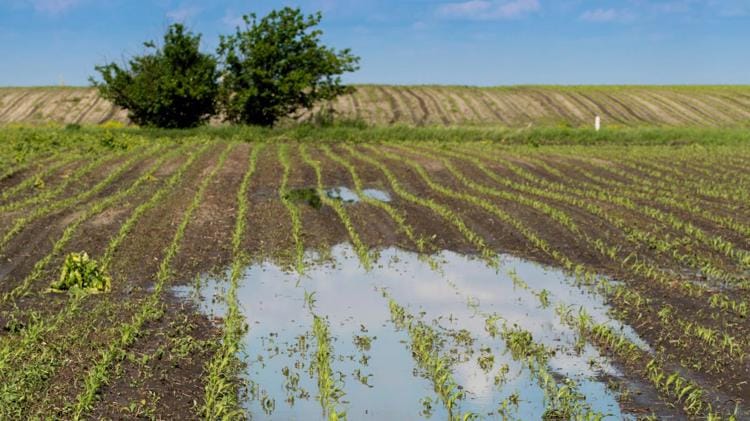 Impactaría cambio climático siembra de Edomex