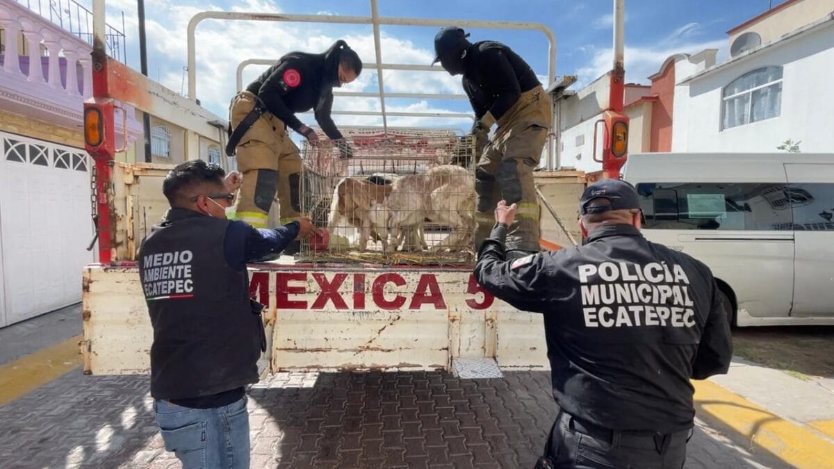 Rescatan a 700 animales hacinados y maltratados en fraccionamiento de Ecatepec